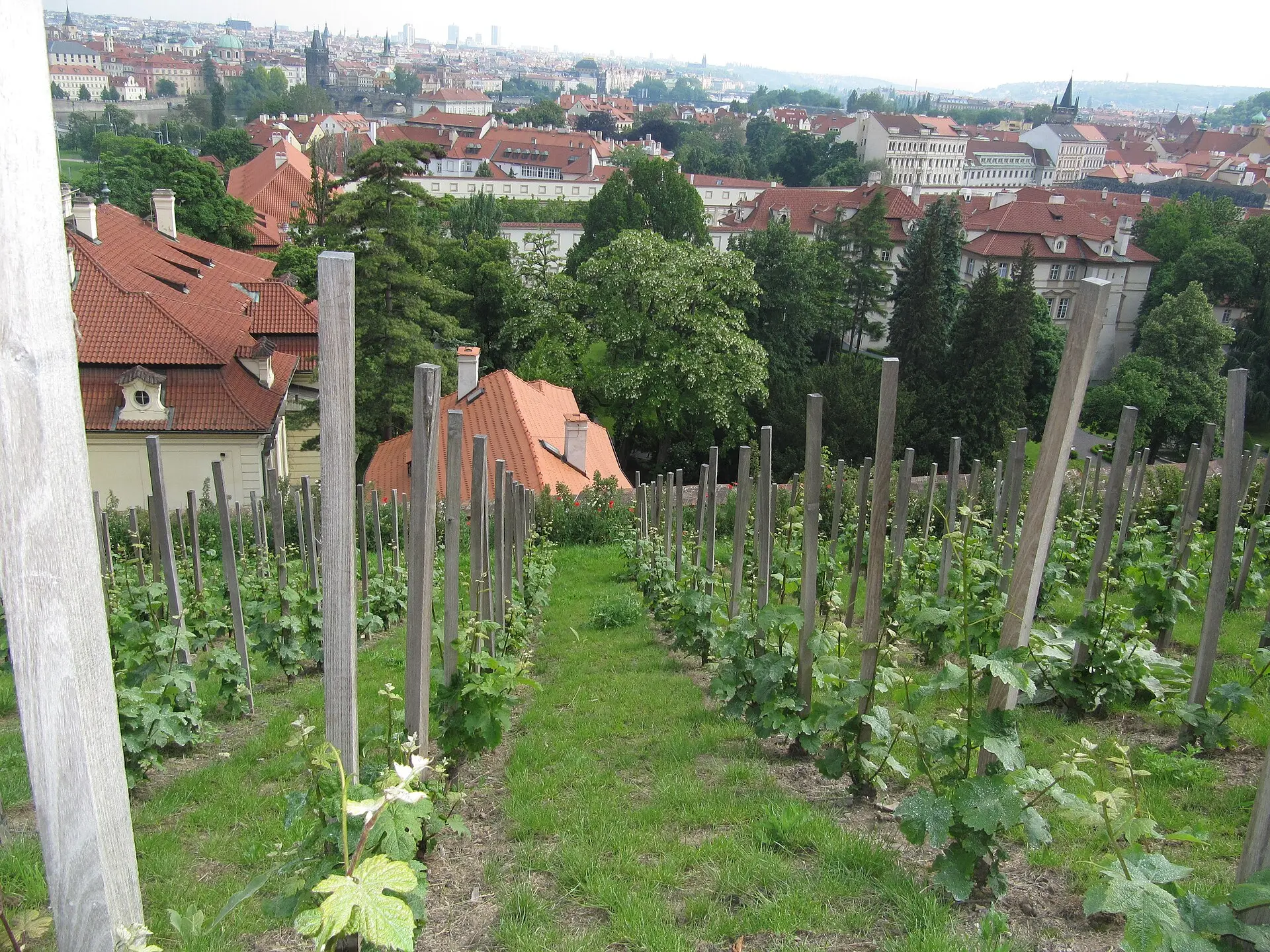 Pražské vinice a české víno: soukromá degustační prohlídka